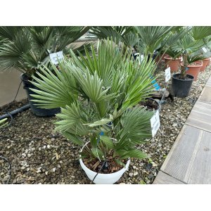 Palmička nízka (Chamaerops humilis) ´VULCANO´, výška: 30-40 cm, kont. C7L (-14°C)